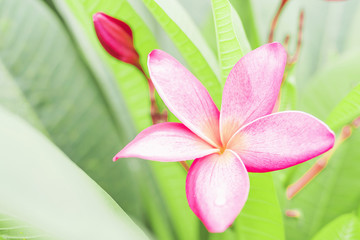 Selective focus of pink plumeria with green leaves background