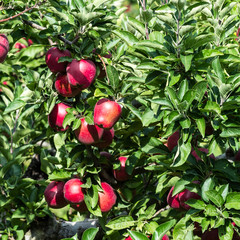 Red apple tree