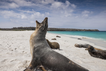 Territorial Galapagos Sea Lion