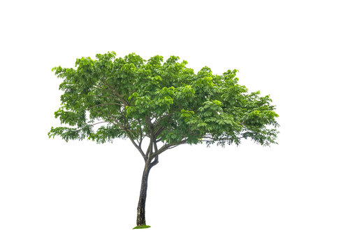 Real green tree isolated over white background