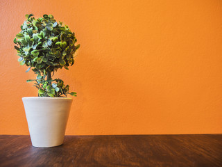 Orange wall and wooden table top with small green tree decoration background