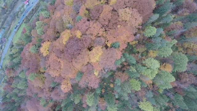 aerial view of the Carpathian forest, raw