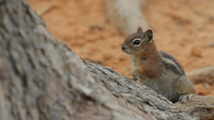 Golden-Mantled Ground Squirrel, Bryce canyon National park