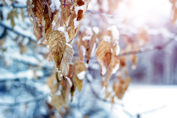 Brightly colored autumn leaves with dusting of snow.