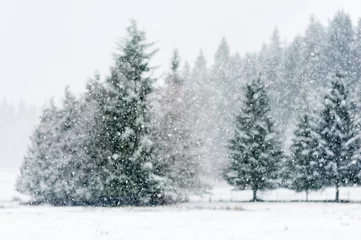 Papier Peint photo Hiver Snow falling heavily in an evergreen forest with focus on snowflakes creating a winter wonderland