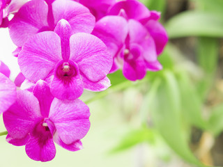 Fototapeta na wymiar Purple pink orchid flower