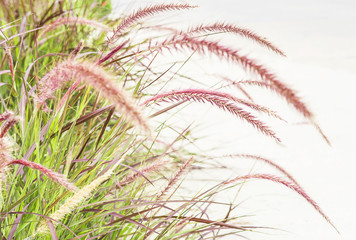 Selective focused of brown flower grass with green leaf with white background