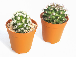 Small cactus pots isolated over white