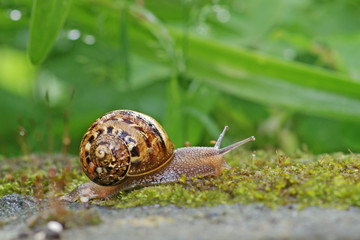 snail in the moss