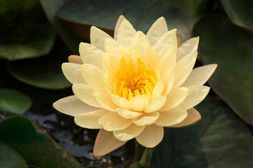 Yellow lotus flower on pond.