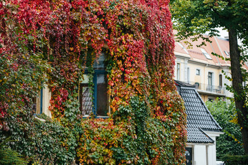  Stone townhouse covered Partnenotsissus. Autumn, Europe. City street.