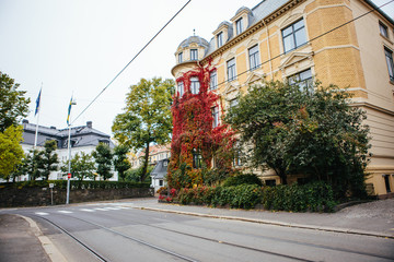  Stone townhouse covered Partnenotsissus. Autumn, Europe. City street.