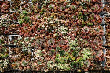 succulents background