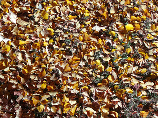 Herbstlaub Textur 02