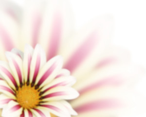 Blurred background with flower