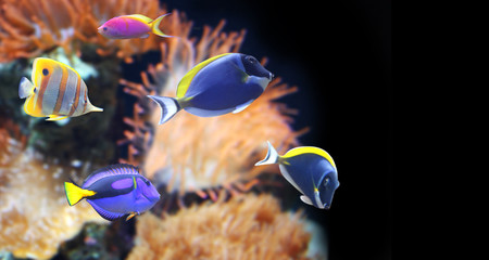 Underwater scene with tropical fish