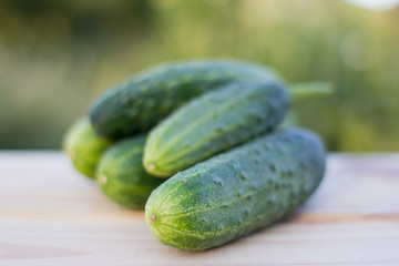 Fresh cucumbers on the wooden background