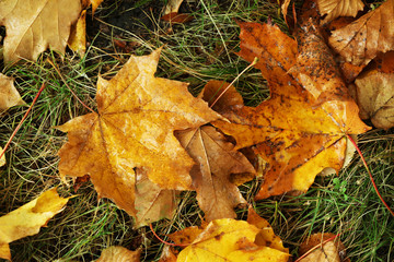 Autumn leaves background