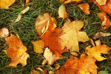 Autumn leaves background