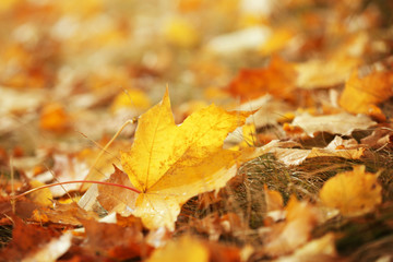 Fallen leaves in autumn park