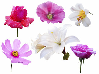Flowers Isolated