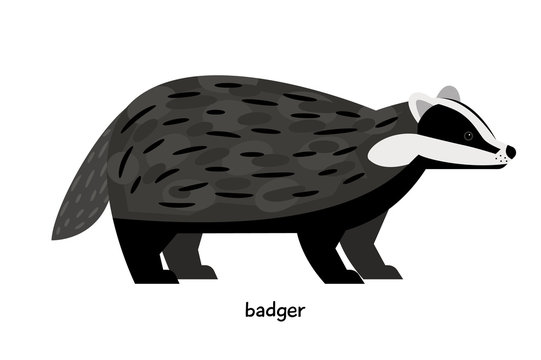 Cute black badger