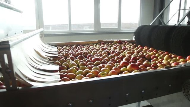 Apples on a sorting table in a warehouse