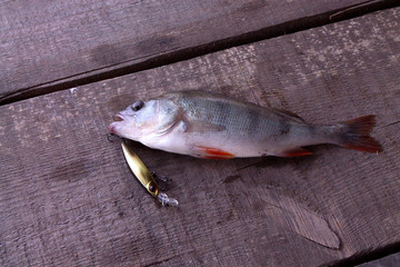 Caught perch. Hard lure and fish.