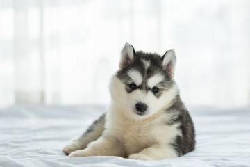 Cute siberian puppy
