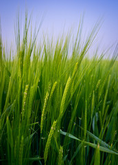 Barley in Field
