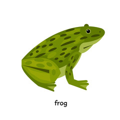 Green frog sitting on hind legs