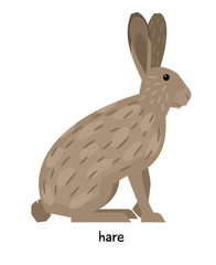 Cute gray hare