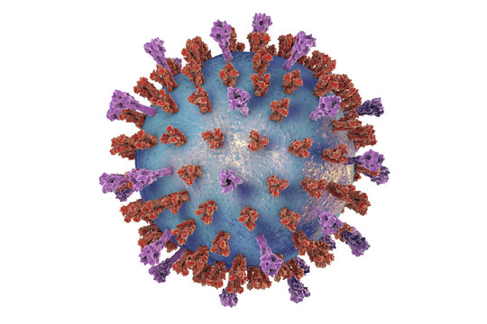 Respiratory syncytial virus, 3D illustration which shows structure of virus of two types of surface spikes. One of viruses which causes common cold