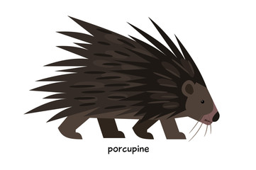 Porcupine with long spines on the back