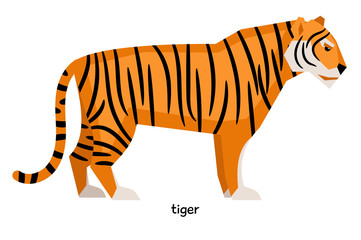 Fototapeta na wymiar Serious striped tiger with long tail