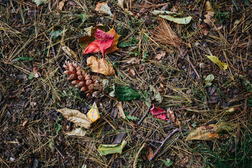 autumn leaves background
