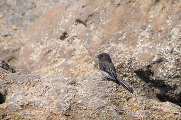 The Wild Black Phoebe Pearching on the Rock at Ventura Beach