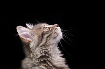 Kitten looking up on black background - 125928558