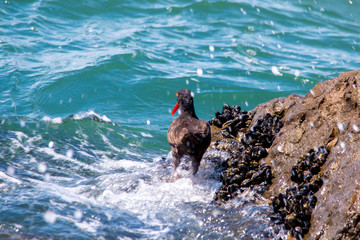The Black Oystercatcher Catching Oysters by the Beach