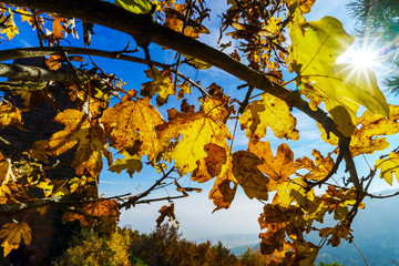 Sun light through the yellow oak leaves