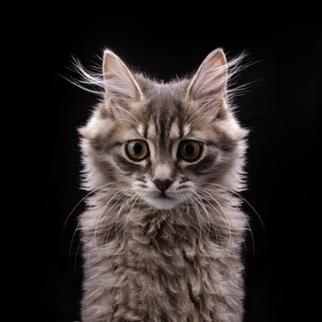 gray fluffy kitten in front on black background