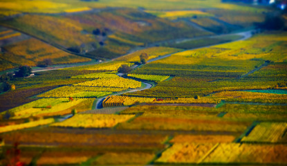 Aerial tilt-shift view of geometrical fields of grape