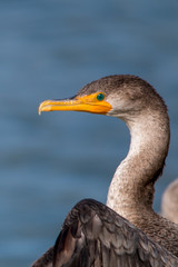The Double-crested Cormorant Perching on the Driftwood at Lagoon