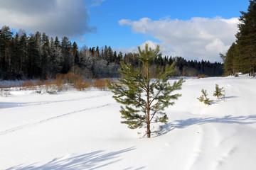 Forest in snow in a winter day