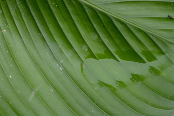 Patterns in Rainforest Leaf, Amazon