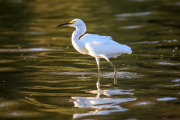 The Snowy Egret is Fishing at Malibu Lagoon