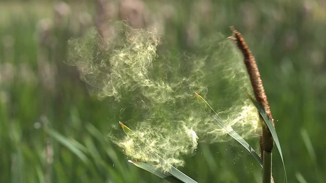 Great Reedmace or Bulrush, typha latifolia, Pollen being released from Plant, Pond in Normandy, Slow Motion