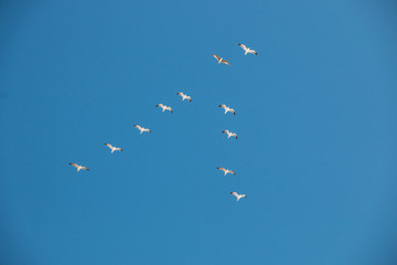 Möwen in Pfeilformation