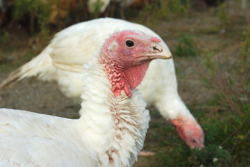 white turkey outside at the farm head closeup
