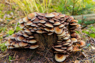 Honey fungus (Armillaria mellea) mushroom in a forest